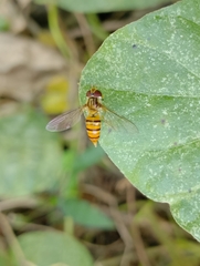 Episyrphus