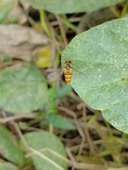 Episyrphus
