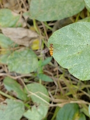 Episyrphus