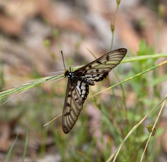 Acraea andromacha