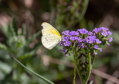 Eurema smilax