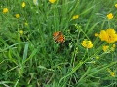 Melitaea arcesia