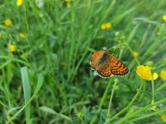 Melitaea arcesia