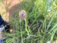 Agonoscelis versicoloratus