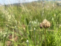 Agonoscelis versicoloratus