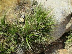 Xerophyta