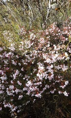 Boronia floribunda