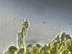 Gymnopilus punctifolius