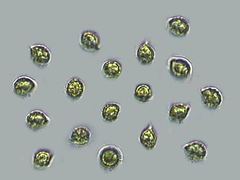 Gymnopilus punctifolius