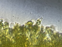 Gymnopilus punctifolius