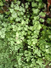 Adiantum capillus-veneris