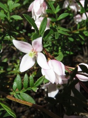 Boronia floribunda