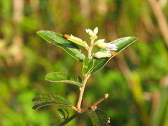 Helicteres angustifolia