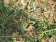 Helicteres angustifolia