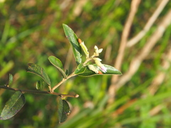 Helicteres angustifolia