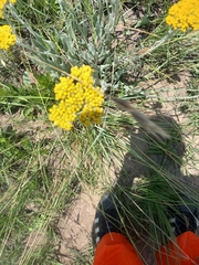 Helichrysum