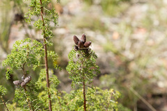 Petrophile canescens