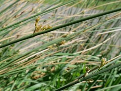 Juncus australis