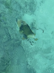 Balistoides viridescens