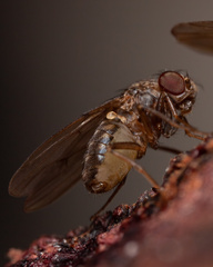 Drosophila repleta