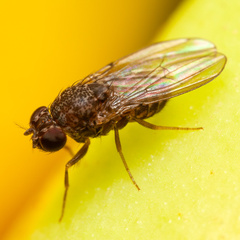 Drosophila repleta