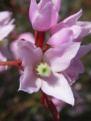 Boronia floribunda