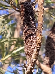 Banksia attenuata