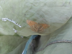 Melitaea arcesia