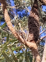 Banksia attenuata