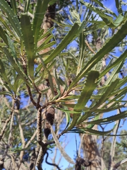 Banksia attenuata