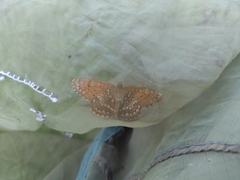 Melitaea arcesia