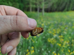 Melitaea arcesia