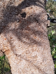 Banksia attenuata