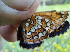 Melitaea arcesia