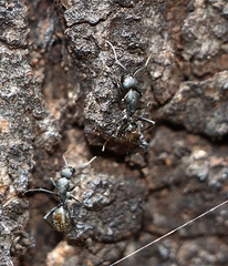 Camponotus aeneopilosus