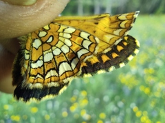 Melitaea arcesia