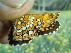 Melitaea arcesia