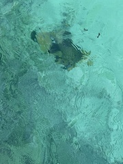 Balistoides viridescens