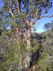 Banksia attenuata