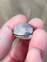 Austrovenus stutchburyi