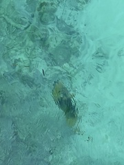 Balistoides viridescens