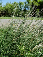 Juncus australis