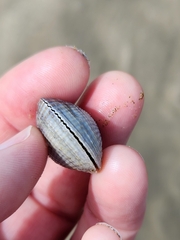 Austrovenus stutchburyi