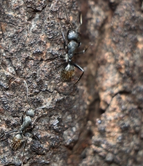 Camponotus aeneopilosus