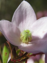Boronia floribunda