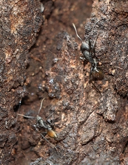 Camponotus aeneopilosus