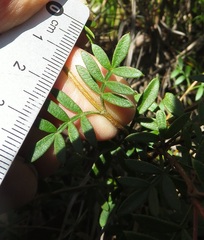 Boronia floribunda