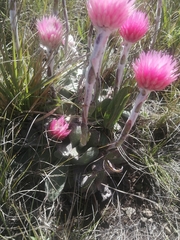 Helichrysum ecklonis