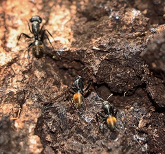 Camponotus aeneopilosus