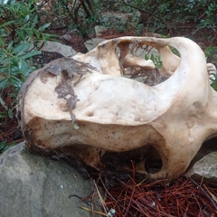 Camelus dromedarius